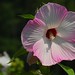 Rose Bowman Photo 24
