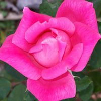 Vicki Collier Photo 27