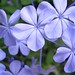 Jasmine Blue Photo 17