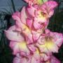 Heather Coggins Photo 19
