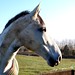 Amber Cavallo Photo 5