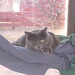 Tammy Justice Photo 23
