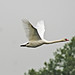 Gordon Swan Photo 7