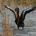 Jerry Greene Photo 11