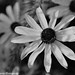 Susan Wheaton Photo 25