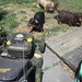 Frank Mower Photo 4
