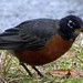 Robin Rains Photo 13