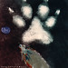 Joy Wolf Photo 15