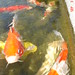 Stephen Carp Photo 10
