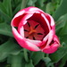 Rose Mize Photo 8