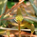 Vera Flowers Photo 8