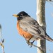 Robin Chatfield Photo 9