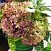 Vickie Plant Photo 6