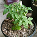 Robin Plant Photo 9