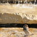 Deborah Sparrow Photo 17