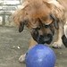 Ronnie Ball Photo 22