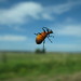 Gerald Held Photo 12