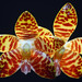 David Lim Photo 40