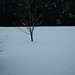 Cindy Snell Photo 35