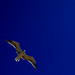Diane Wing Photo 12