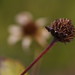Susan Coe Photo 10