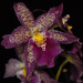 Patricia Mccully Photo 27