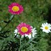 Marguerite Ruby Photo 12