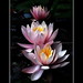 Lillie Word Photo 4