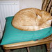 Rupert Sharp Photo 12