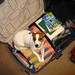 Polly Short Photo 6