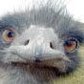 Bryan Bird Photo 27