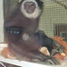 Thomas Gibbon Photo 8
