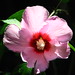 Sharon Peace Photo 16