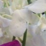 Claudia Mitchell Photo 15