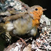 Robin Shook Photo 12