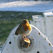Robin Lock Photo 24
