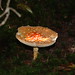 Bonnie Cannon Photo 11