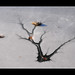 Yvette Winters Photo 5