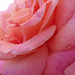 Rose Bloom Photo 18