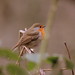 Robin Barnes Photo 28