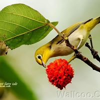 Phuong Ha Photo 42