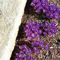 Diane Houle Photo 15