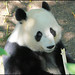 Mei Mei Photo 30