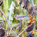 Autumn Finch Photo 11