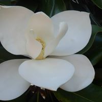 Linda Pepin Photo 10
