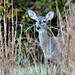 Autumn Deer Photo 3