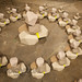 Judith Wolff Photo 10