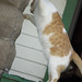 Eddy Stone Photo 14