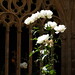 Rosa Segovia Photo 18