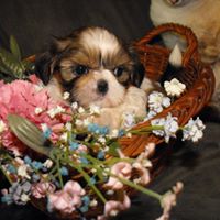 Ann Shuler Photo 21